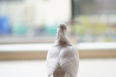 Beyaz bir güvercin bir evin balkon zemininde duruyor ve kafasını bulanık bir arka planla çeviriyor.