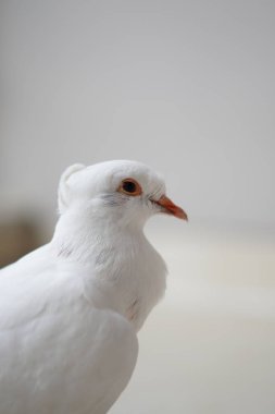 Beyaz bir güvercin, arka planı bulanık bir şekilde kameraya bakmadan evin balkonunda duruyordu.