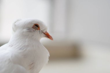 Beyaz bir güvercin bulanık bir arka planla gözlerini kapatmak istiyor.