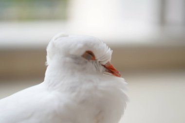 Beyaz bir güvercin bulanık bir arka planla gözlerini kapatmak istiyor.