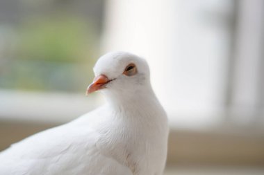 Beyaz bir güvercin, arka planı bulanık bir şekilde kameraya bakmadan evin balkonunda duruyordu.