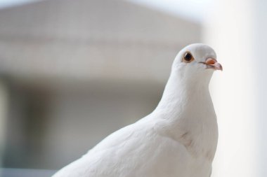 Beyaz bir güvercin, arka planı bulanık bir şekilde kameraya bakmadan evin balkonunda duruyordu.