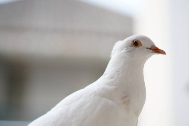 Beyaz bir güvercin, arka planı bulanık bir şekilde kameraya bakmadan evin balkonunda duruyordu.