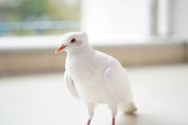 Beyaz bir güvercin bir evin balkon zemininde duruyor ve kafasını bulanık bir arka planla çeviriyor.