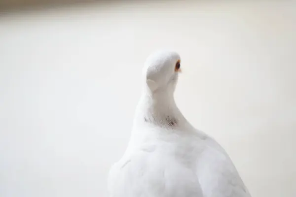 Beyaz bir güvercin bir evin balkon zemininde duruyor ve kafasını bulanık bir arka planla çeviriyor.