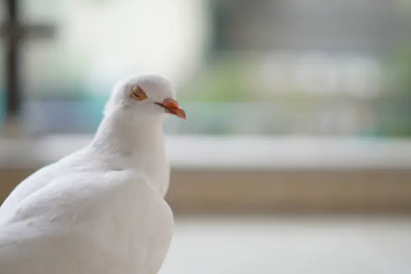Beyaz bir güvercin bulanık bir arka planla gözlerini kapatmak istiyor.