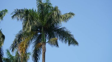 Sabahları Ijen Malang şehrinin yol kenarında yükselen palmiyeler ve arka planda mavi bir gökyüzü.