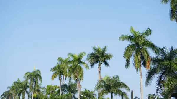 stock image Palm trees towering on the roadside of Ijen Malang city in the morning with a blue sky as a background