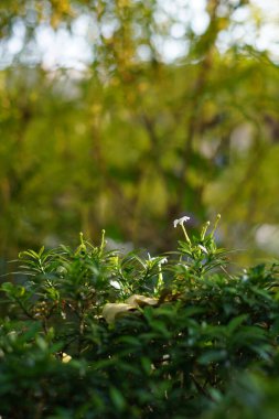 Bulanık bir arkaplanda güneş ışığına maruz kalmış küçük beyaz çiçekli yapraklar.
