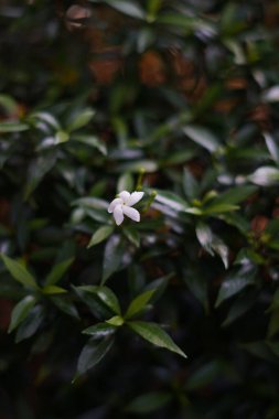 Bulanık yeşil yapraklı küçük beyaz çiçekler.