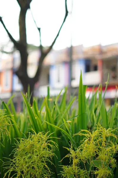 stock image Plants with long grass-like shapes are green with other plants and a blurred background