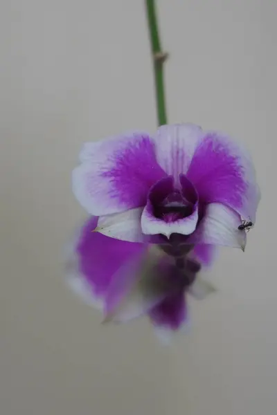 stock image Purple white orchid flowers with green stems and white background