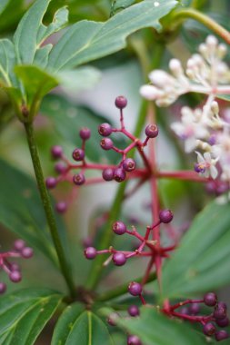 Parijata herbal plants that have not yet bloomed and are still red with a background of green leaves clipart