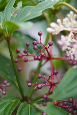 Parijata herbal plants that have not yet bloomed and are still red with a background of green leaves clipart