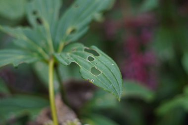 Green leaves with holes due to illness clipart