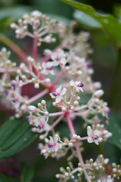 stock image Parijata herbal plants with white and purple flowers and a green leaf background