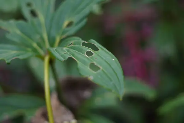 stock image Green leaves with holes due to illness