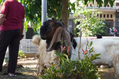 A sacrificial goat is standing waiting for its turn to be sacrificed on Eid al-Adha and looking at the camera clipart