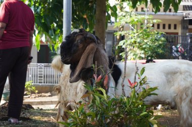 Sabahleyin Müslümanlar için Kurban Bayramı 'nda bir keçinin kafası sırasının gelmesini bekliyor.