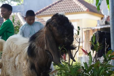 Kurban edilen bir keçi, kurban edilmeyi bekliyor. Kurban bayramında kameraya bakıyor.
