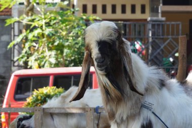 Kurban edilen bir keçi, kurban edilmeyi bekliyor. Kurban bayramında kameraya bakıyor.