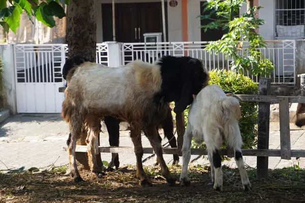 stock image A sacrificial goat was annoying his friend while waiting for his turn to be sacrificed on the Muslim day of Idul Adha