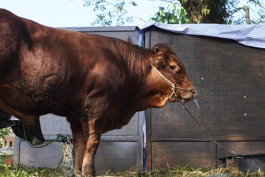Kurban inekleri, bayram günü Müslümanlar için sakince kurban edilmek üzere sıralarını bekliyorlar.
