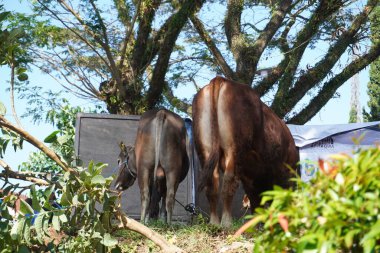 Müslümanların bayram günü sabah saatlerinde sırasının gelmesini bekleyen bir ineğin kalçası.