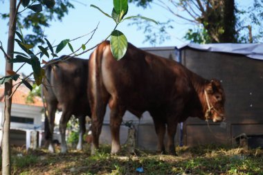 Sacrificial cows waiting their turn to be sacrificed on the day of Eid al-Adha for Muslims in the morning calmly clipart