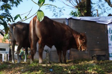 Kurban inekleri, bayram günü Müslümanlar için sakince kurban edilmek üzere sıralarını bekliyorlar.
