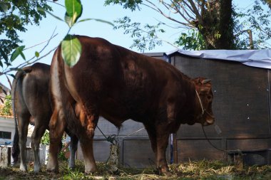 Kurban inekleri, bayram günü Müslümanlar için sakince kurban edilmek üzere sıralarını bekliyorlar.