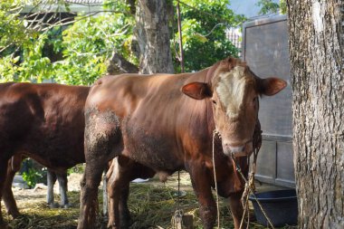 Kurban inekleri, bayram günü Müslümanlar için sakince kurban edilmek üzere sıralarını bekliyorlar.