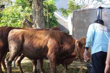 Kurban inekleri, bayram günü Müslümanlar için sakince kurban edilmek üzere sıralarını bekliyorlar.