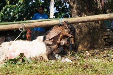 Kurban edilen bir keçi, Kurban Bayramı 'nda sırasının gelmesini bekliyor.