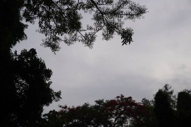 Alacakaranlık gökyüzü ağaç yaprakları ve kara bulutlarla