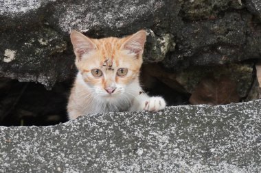 Küçük turuncu beyaz bir kedi su oluğunun arkasından kameraya bakıyor.