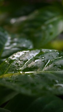 Green leaves that are still wet from being exposed to water when it rains clipart