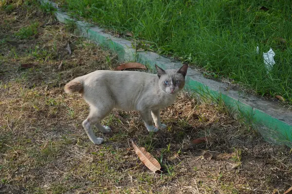 stock image A white stray cat that is walking and suddenly looks at the camera with a shocked expression