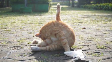 Turuncu bir sokak kedisi parkta pislikten temizlemek için vücudunu yalıyor.