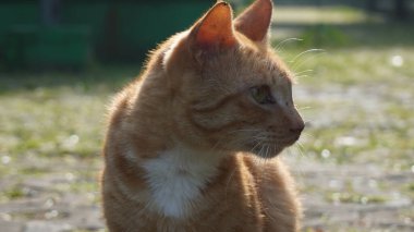 Turuncu vahşi bir kedinin suratı sarı renkte sola dönük.