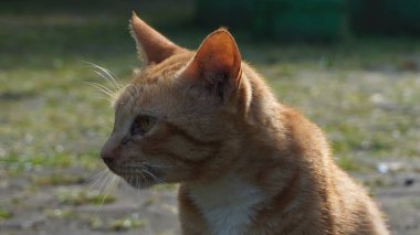 Turuncu vahşi bir kedinin suratı sarı renkte sola dönük.