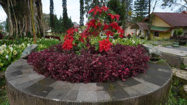 A well-maintained flower and plant in one of the gardens in the Wonosari Malang tea garden clipart