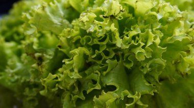 Yakından çekilmiş taze yeşil marul.