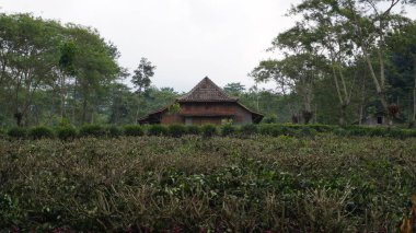 Tahtadan yapılmış kahverengi bir ev Wonosari çay bahçesi turistik bölgesinde, Malang 'da bir çay bahçesinin ortasında.