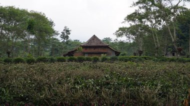 Tahtadan yapılmış kahverengi bir ev Wonosari çay bahçesi turistik bölgesinde, Malang 'da bir çay bahçesinin ortasında.