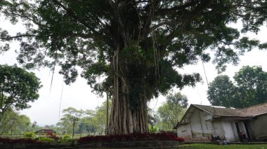 Yapraklarla dolu uzun bir banyan ağacı ve sabah açık bir gökyüzü