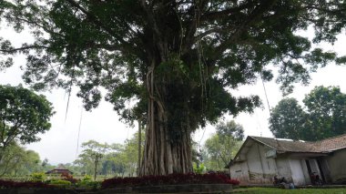 Yapraklarla dolu uzun bir banyan ağacı ve sabah açık bir gökyüzü