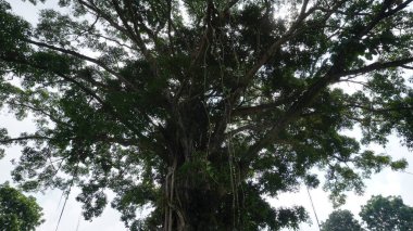 Yapraklarla dolu uzun bir banyan ağacı ve sabah açık bir gökyüzü