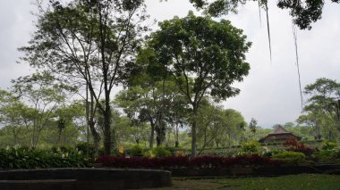 Wonosari çay bahçesinde ağaçlar ve sağında ahşap bir bina olan bir bahçe.