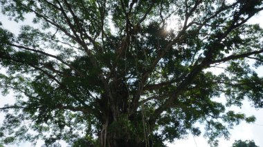 Yapraklarla dolu uzun bir banyan ağacı ve sabah açık bir gökyüzü